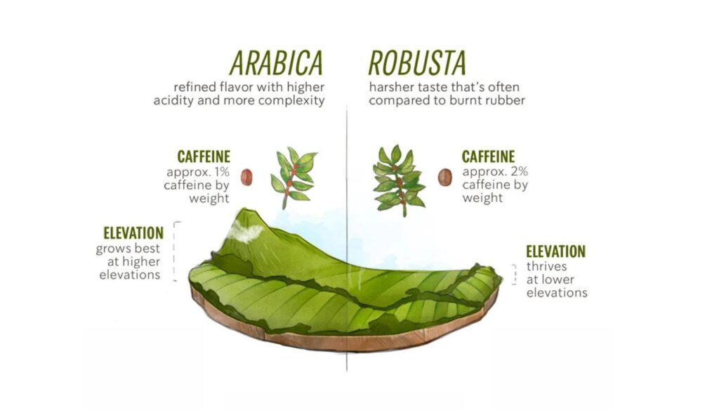 Arabica vs Robusta Coffee Beans